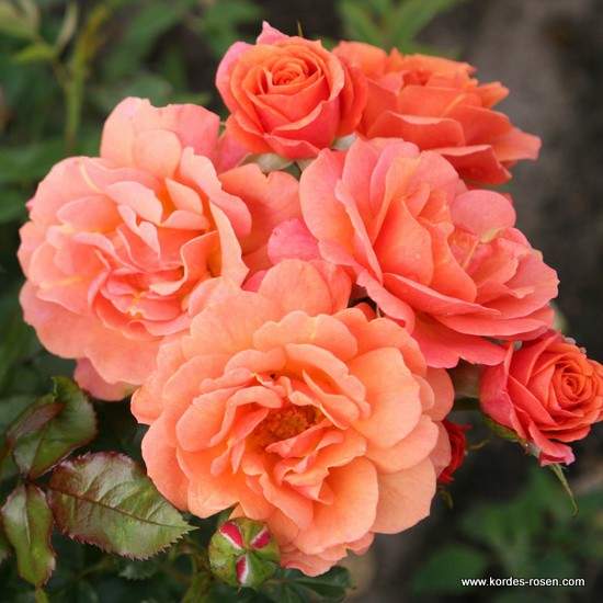 Růže Kordes 'Lambada' 2 litry Kordes Rosen