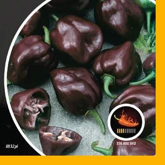 Paprika chilli Habanero Chocolate PIQUANT Nohel Garden