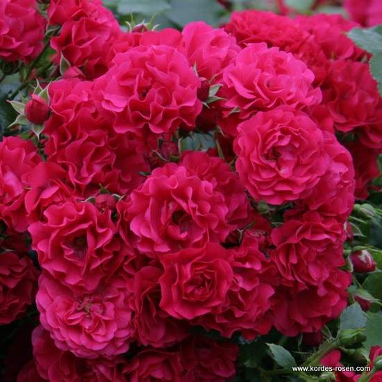 Růže Kordes 'Gartnerfreude' 2 litry Kordes Rosen