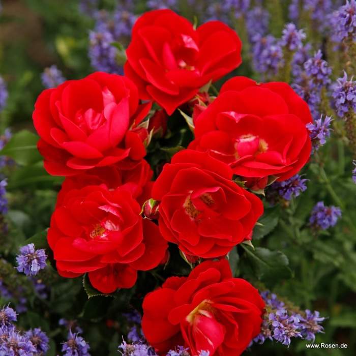 Růže Kordes 'Caracho' 2 litry Kordes Rosen