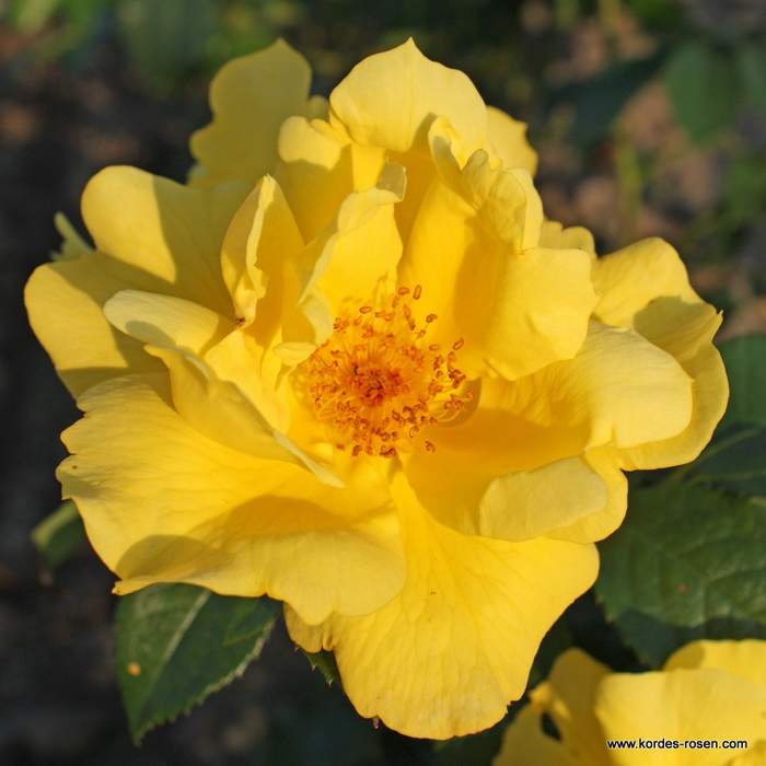 Růže Kordes 'Lemon Fizz' 2 litry Kordes Rosen