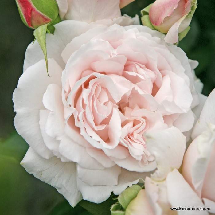 Růže Kordes Parfuma 'Constanze Mozart' 2 litry Kordes Rosen