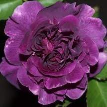 Růže 'Minerva'® kmínek 60cm Heinje