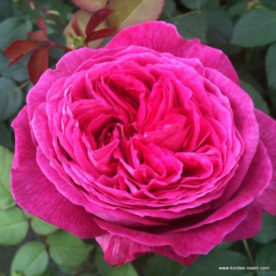 Růže Kordes Parfuma 'Freifrau Caroline' 2 litry Kordes Rosen
