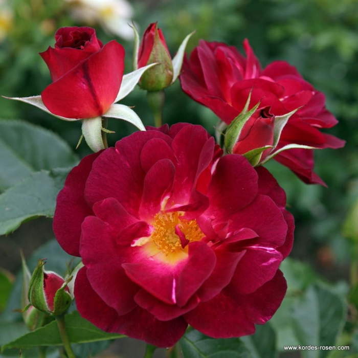 Růže Kordes 'Ile de Fleurs' 2 litry Kordes Rosen