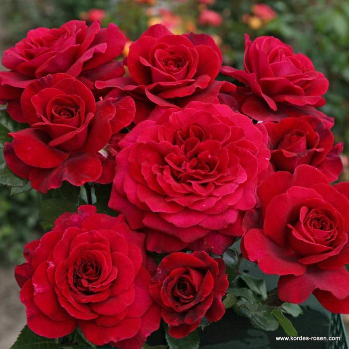 Růže Kordes 'Bellevue' 2 litry Kordes Rosen