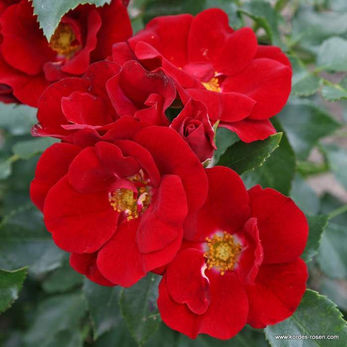 Růže Kordes 'Marondo' kmínek 80cm