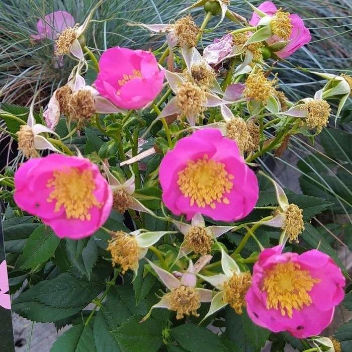 Růže 'Rosy Boom® Wildlife' květináč 6 litrů Heinje