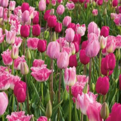 Tulipán 'All Seasons Pink Mixture' 10ks Ruigrok