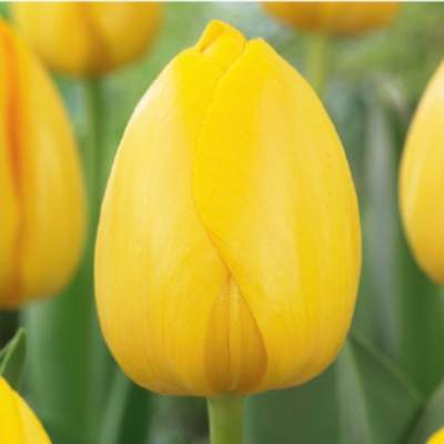 Tulipán 'Orange van Eyk' 10ks Ruigrok