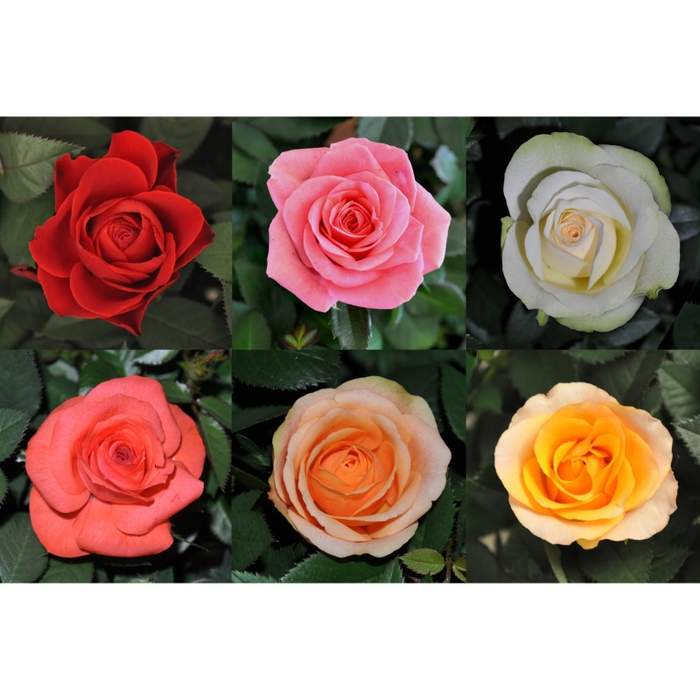 Růže pokojová 'Kordana' MIX květináč 13cm Floreac Nederland