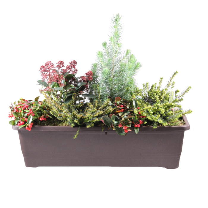 Vánoční truhlík s rostlinami - čokoláda 60cm s osvětlením Truhlíkov