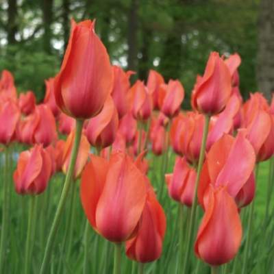 Tulipán 'Temple od Beauty' 10ks Ruigrok
