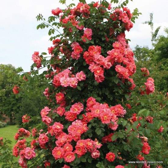 Růže Kordes 'Bajazoo' 2 litry Kordes Rosen