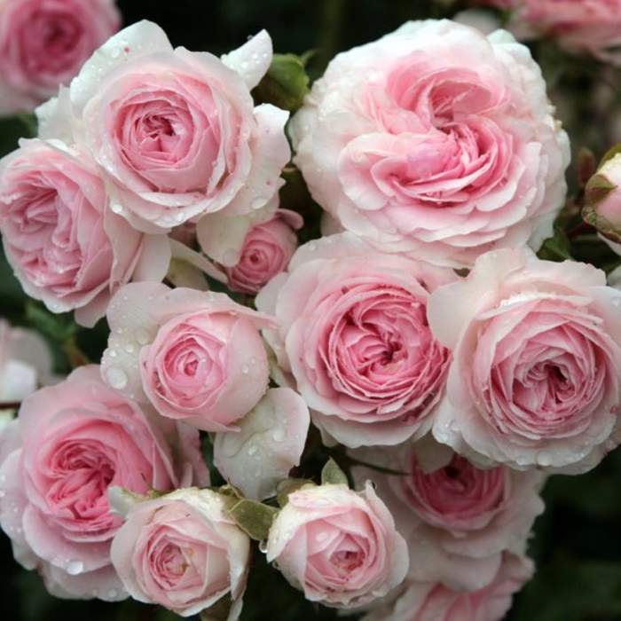 Růže Kordes 'Larissa' 2 litry Kordes Rosen