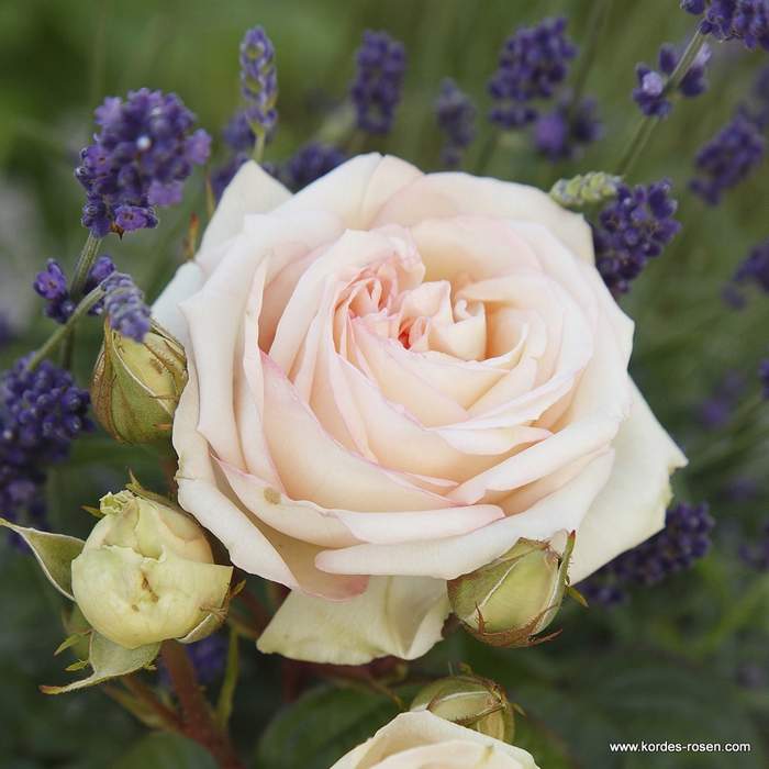 Růže Kordes Parfuma 'Madame Annisete' 2 litry Kordes Rosen