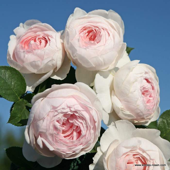 Růže Kordes Parfuma 'Herzonig Christiana' 2 litry Kordes Rosen