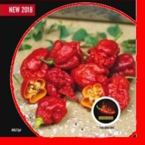 Paprika chilli 'Carolina Reaper' PIQUANT Nohel Garden