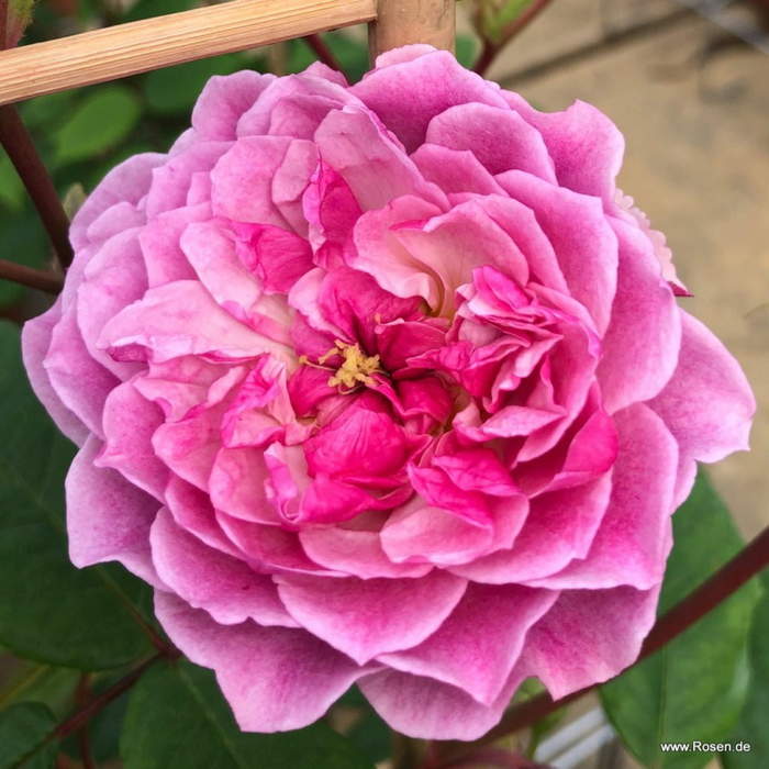 Růže Kordes 'Romantic Siluetta' 2 litry Kordes Rosen