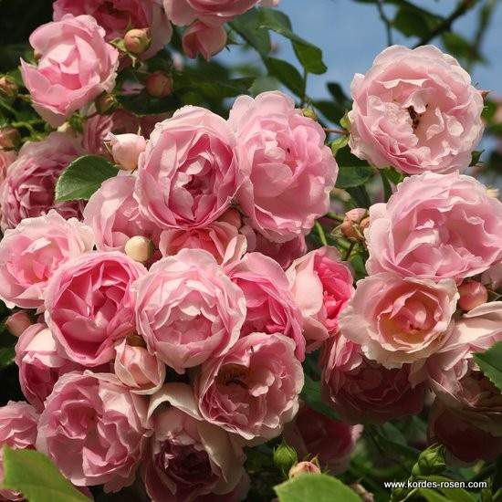 Růže Kordes 'Jasmina' 2 litry Kordes Rosen