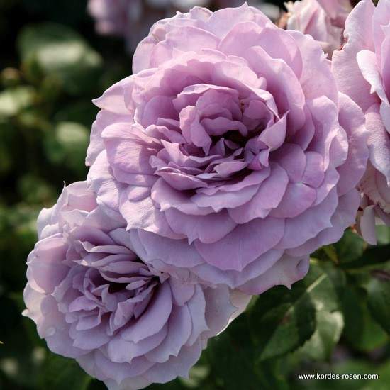 Růže Kordes 'Novalis' 2 litry Kordes Rosen