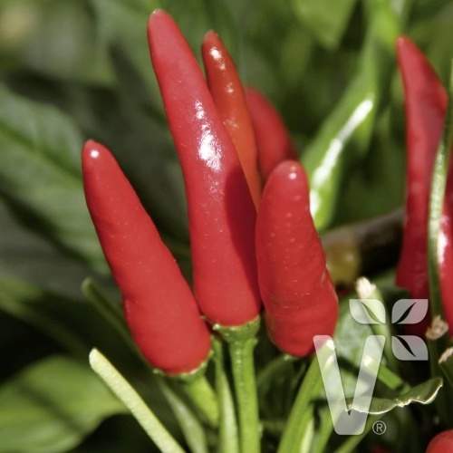 Paprika chilli Rawit 'Impressa' neroubovaná 10