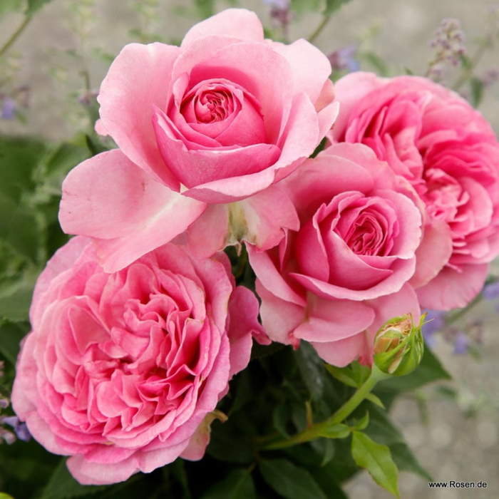 Růže Kordes Parfuma 'Königin Marie' 2 litry Kordes Rosen