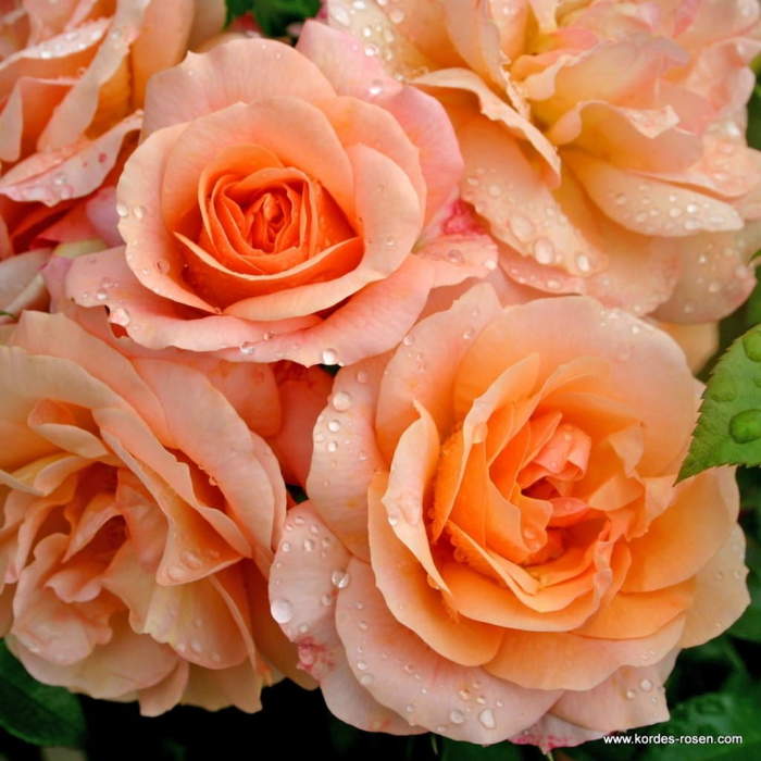 Růže Kordes 'Aprikola' 2 litry Kordes Rosen