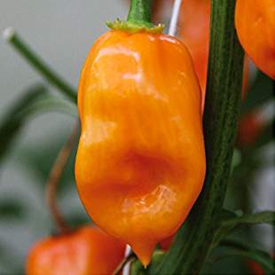 Paprika chilli Habanero 'Calita Orange' neroubovaná 10