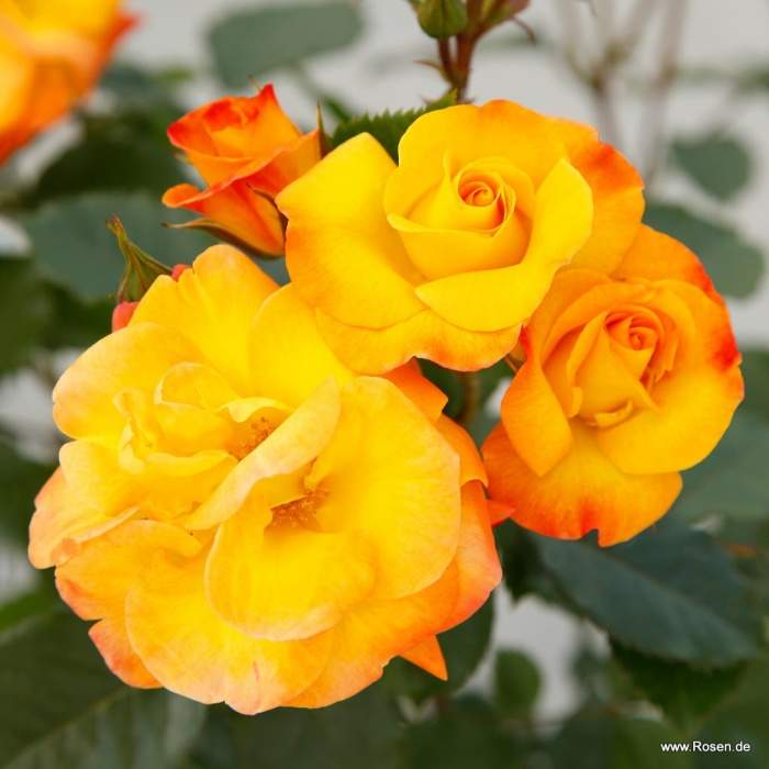 Růže Kordes 'Bright Smiles' 2 litry Kordes Rosen