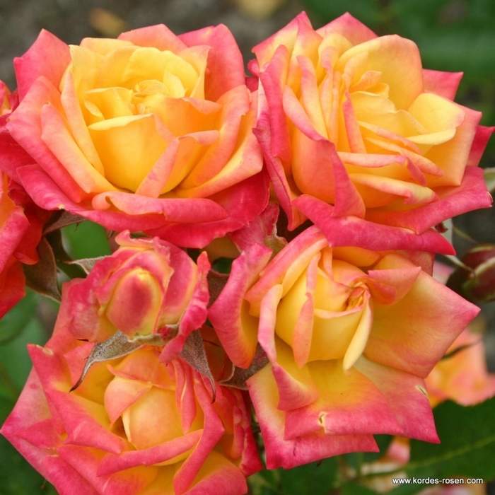 Růže Kordes 'Little Sunset' 2 litry Kordes Rosen