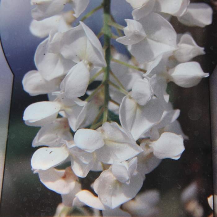 Vistárie vznešená 'Shiro Kapitan Fuji' květináč 9 litrů
