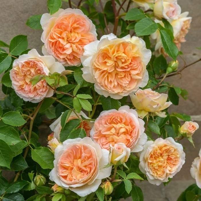 Růže D. Austin 'Bathsheba' květináč 5 litrů Capecchi