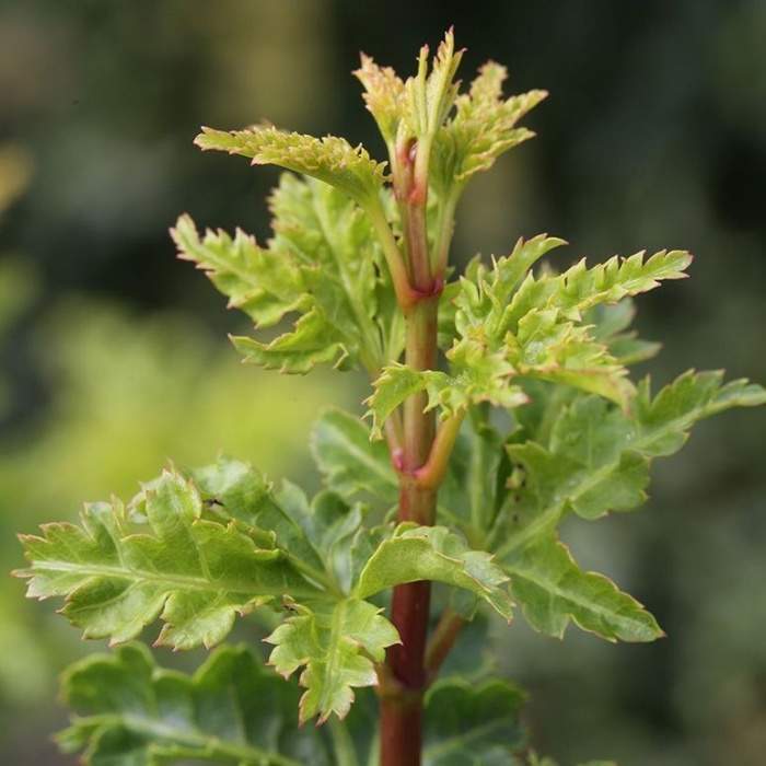 Javor dlanitolistý 'Shishigashira' květináč 10 litrů Vannucci piante