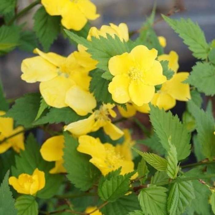 Zákula japonská 'Golden Guinea' květináč 5 litrů Add Green BV