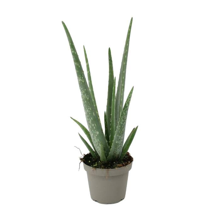 Aloe vera 12cm květináč IBH
