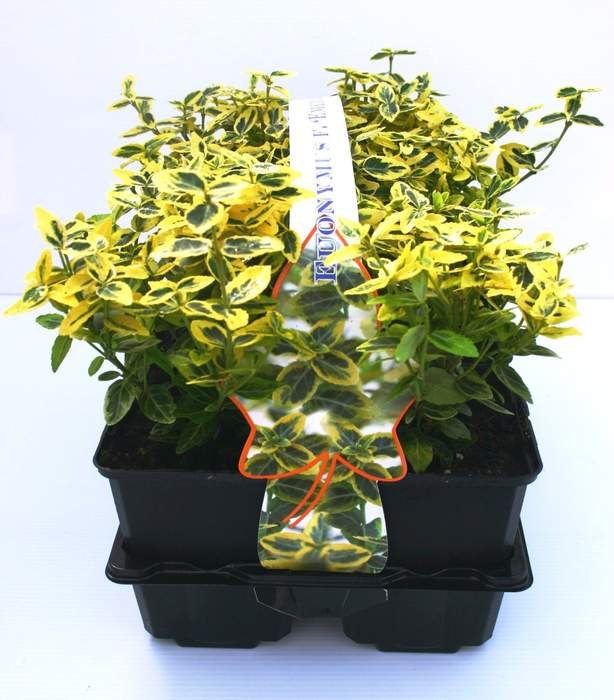 Brslen Fortunův 'Emerald´n Gold' květináč 1 litr