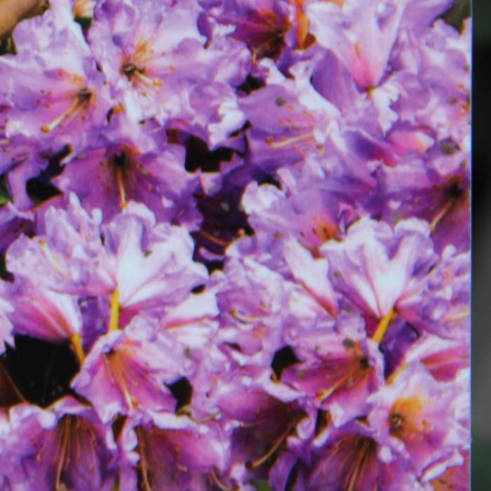Pěnišník Inkarho® 'Dufthecke Lilac' květináč 5 litrů