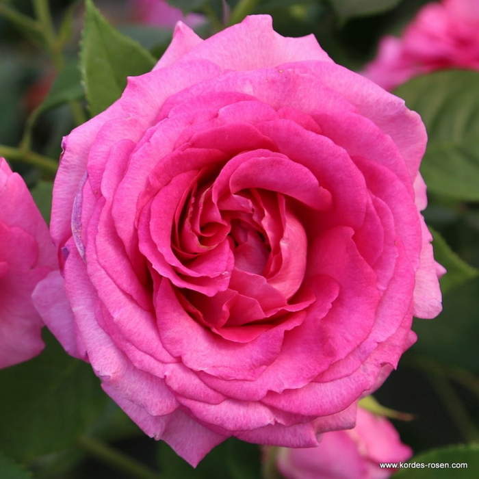 Růže Kordes Parfuma 'Fräulein Maria' 2 litry Kordes Rosen