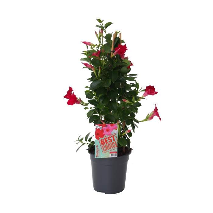 Mandevila červená květináč 19cm IBH