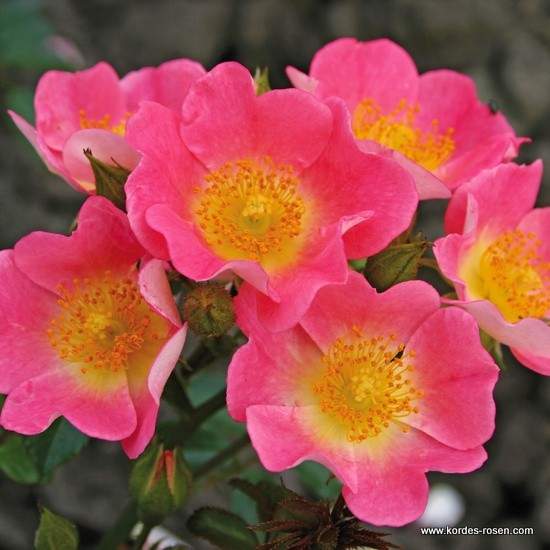 Růže Kordes 'Topolina' květináč 5 litrů Kordes Rosen