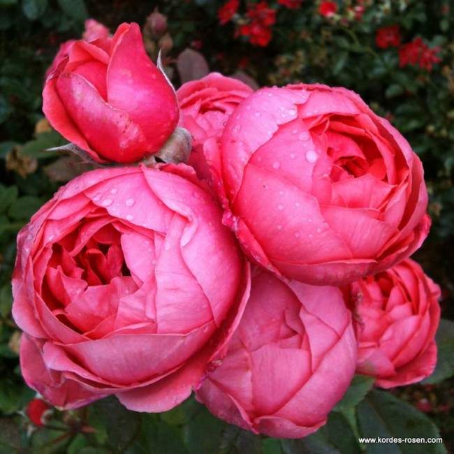 Růže Kordes Parfuma 'Gartenprinzessin Marie-José' květináč 5 litrů Kordes Rosen