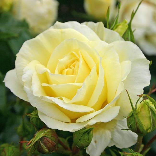Růže Kordes  'Limona' květináč 5 litrů Kordes Rosen