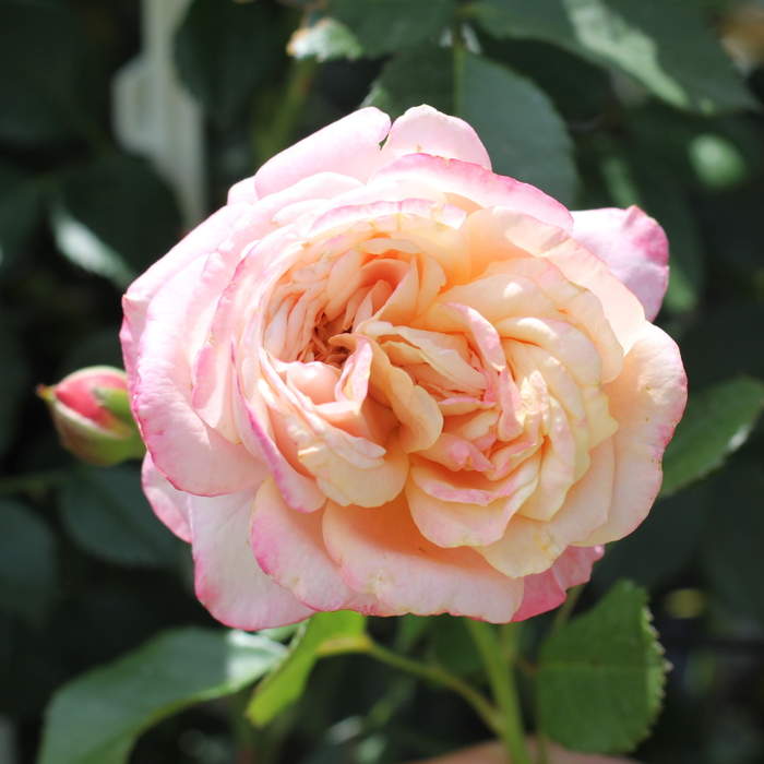 Růže Kordes 'Peach Melba' květináč 5 litrů Kordes Rosen