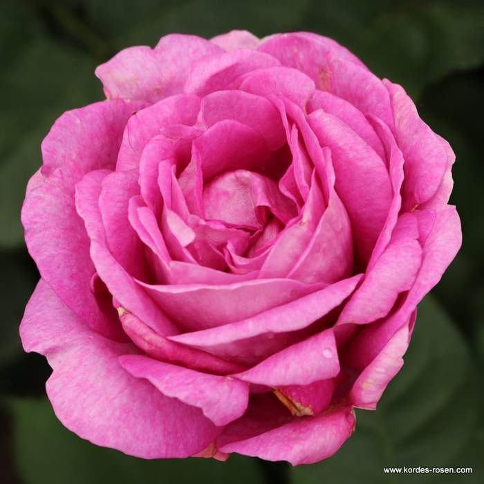 Růže Kordes Parfuma 'Carmen Würth' květináč 5 litrů Kordes Rosen
