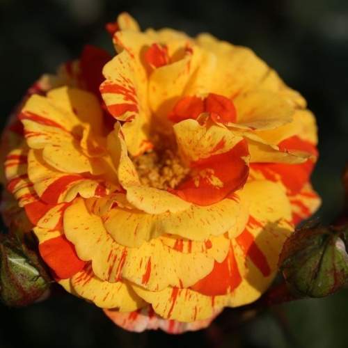 Růže 'Papagena' 6 litrů Heinje