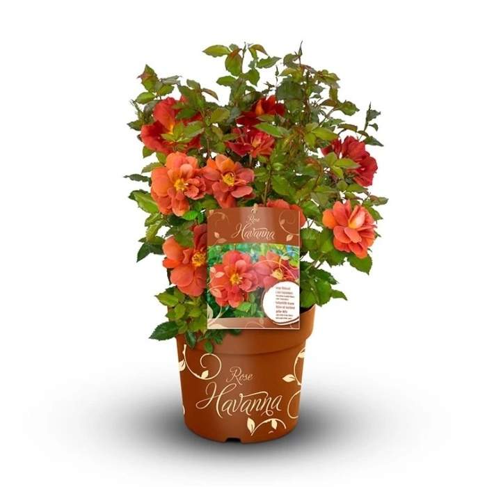 Růže 'Havanna' květináč 6 litrů Heinje