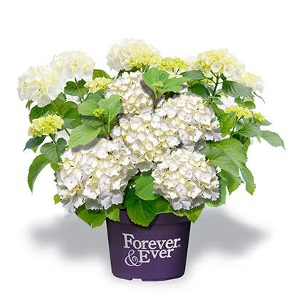 Hortenzie velkolistá 'Forever & Ever' WHITE květináč 5 litrů výška 30/40cm