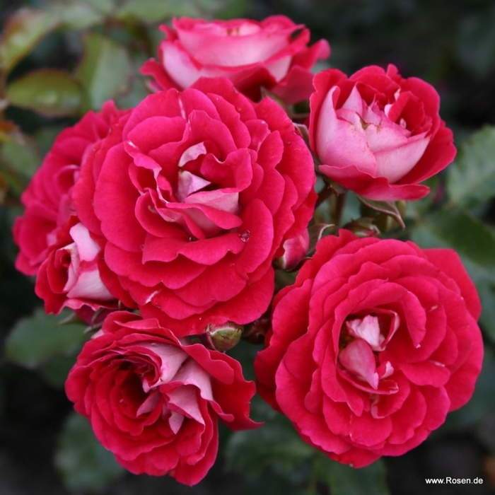 Růže Kordes 'Corazon' květináč 5 litrů Kordes Rosen