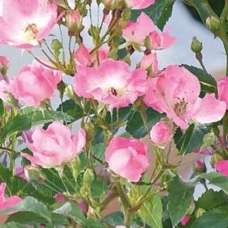 Růže 'Rosy Boom' mix barev 6 litrů Heinje
